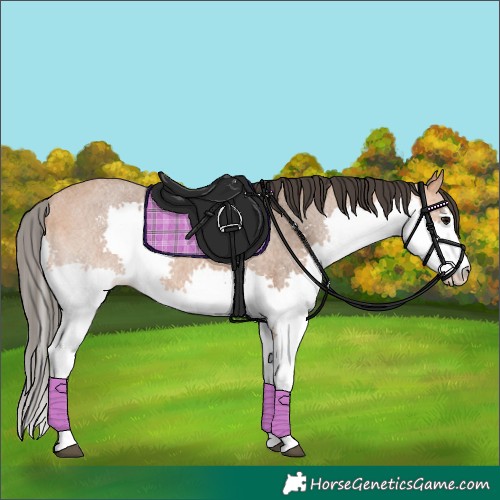 Horse Color:Bay Roan Splash