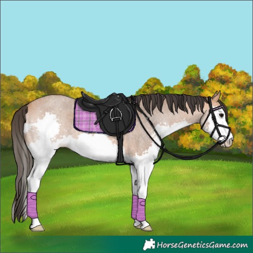 Horse Color:Bay Roan Splash 