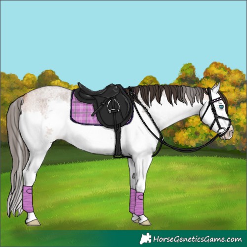 Horse Color:Bay Roan Splash