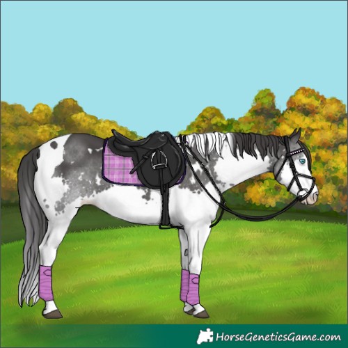 Horse Color:White Spotted Black Splash Tobiano