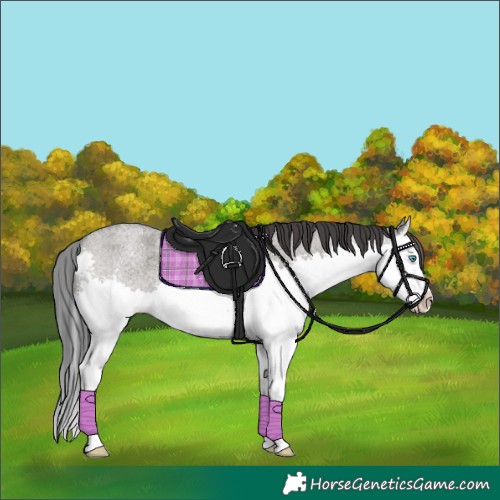 Horse Color:Grullo Roan Splash 