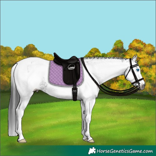 Horse Color:Gray White Spotted Black Splash Tobiano 