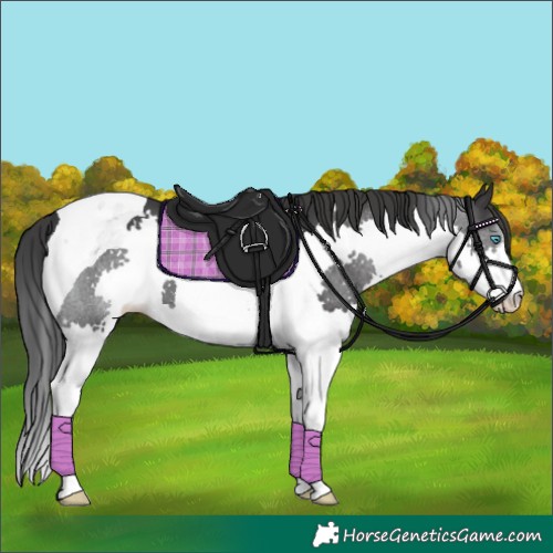 Horse Color:Black Splash Tobiano 