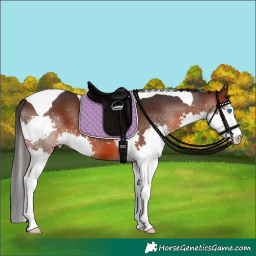 Horse Color:Brown Splash Tobiano