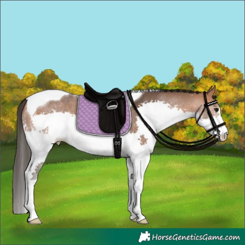 Horse Color:Bay Splash Tobiano 