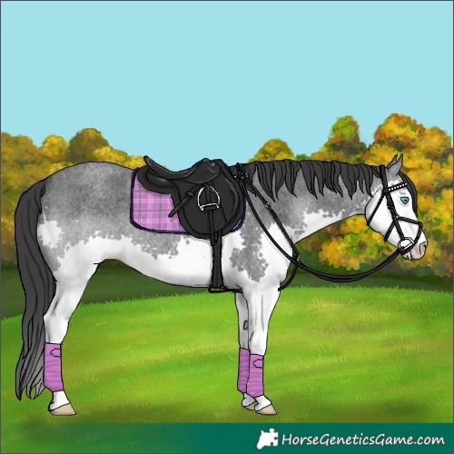Horse Color:Blue Roan Splash
