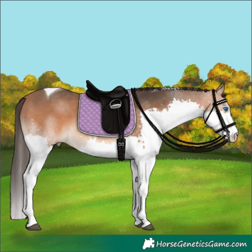 Horse Color:Bay Splash Tobiano