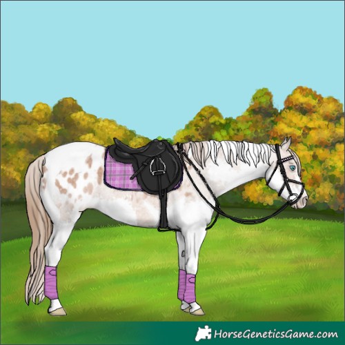 Horse Color:Bay Roan Splash Tobiano Appaloosa 
