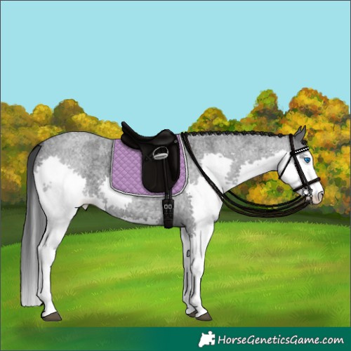 Horse Color:Blue Roan Splash 