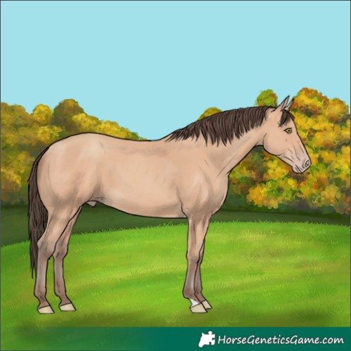 Horse Color:Amber Champagne 