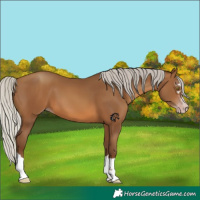 Horse Color:Gray Silver Sable Champagne 