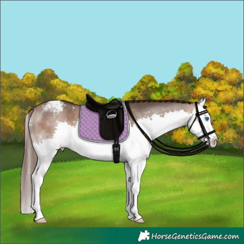 Horse Color:Bay Dun Splash Appaloosa