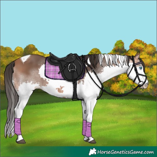 Horse Color:Bay Splash Tobiano 