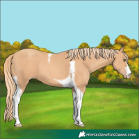 Horse Color:Gold Champagne Tobiano 