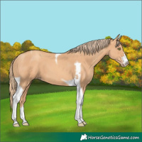 Horse Color:Gold Champagne Tobiano 