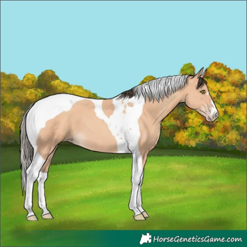 Horse Color:Amber Champagne Tobiano 