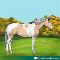 Horse Color:Amber Champagne Tobiano 