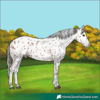 Horse Color:Bay Appaloosa 
