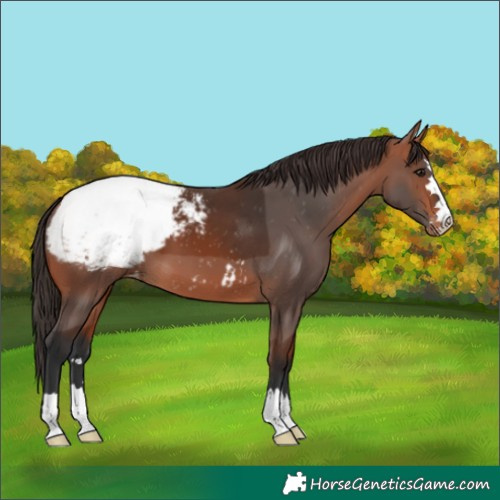Horse Color:Bay Appaloosa 