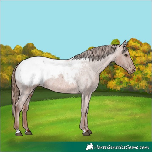 Horse Color:Red Roan Snowcap 