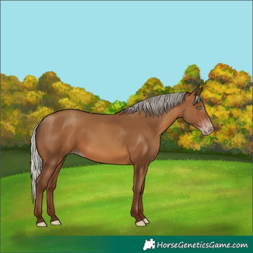 Horse Color:Gray Silver Sable Champagne