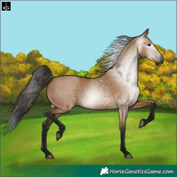Horse Color:Gray Bay Dun 