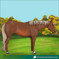 Horse Color:Chestnut 