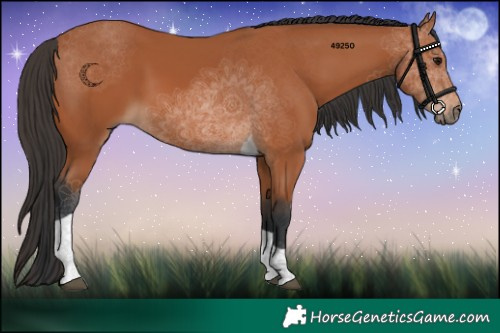 Horse Color:Bay Tobiano 