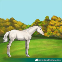Horse Color:Silver Amber Champagne Pearl Dun Sabino Tobiano Rabicano 