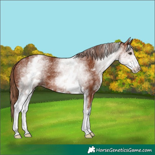 Horse Color:White Spotted Chestnut 