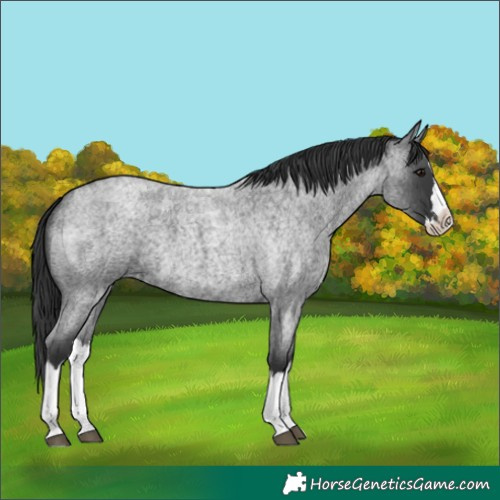 Horse Color:Blue Roan Splash 