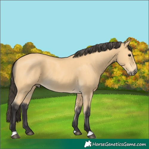 Horse Color:Buckskin Rabicano 