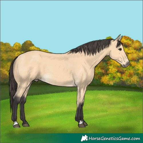 Horse Color:Buckskin Rabicano 