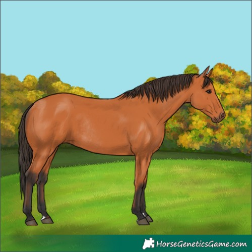 Horse Color:Bay Rabicano 