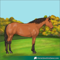 Horse Color:Bay Rabicano 