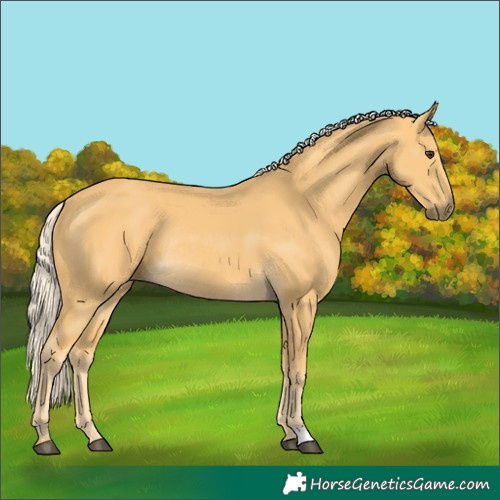 Horse Color:Palomino Rabicano 