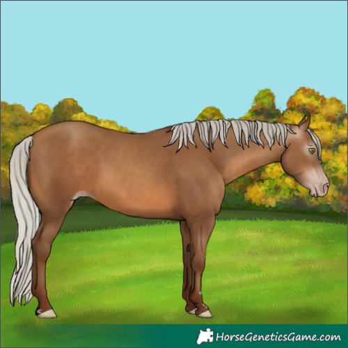 Horse Color:Gray Silver Sable Champagne 