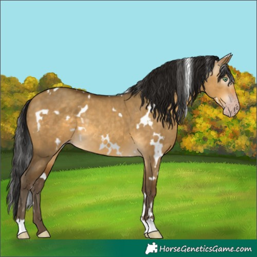 Horse Color:Gray White Spotted Sable Cream Champagne Dun Rabicano