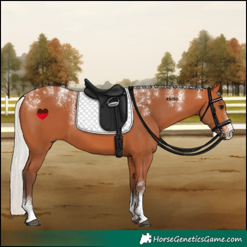 Horse Color:Powder White Silver Bay 