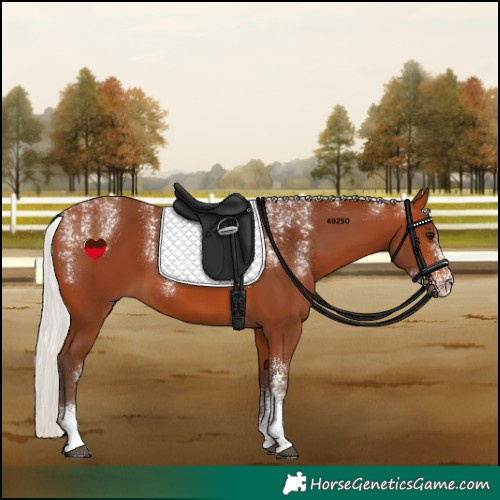 Horse Color:Powder White Silver Bay 