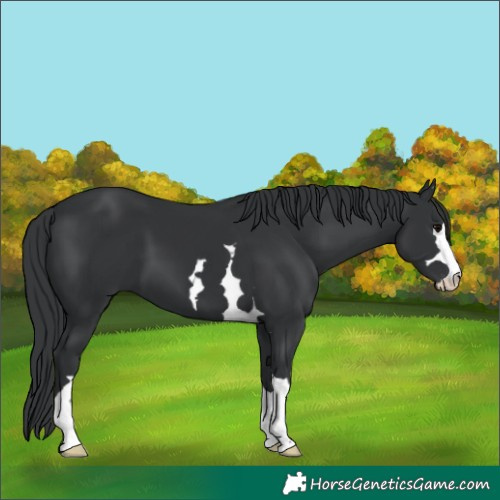 Horse Color:Black 