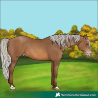 Horse Color:Gray Silver Sable Champagne 