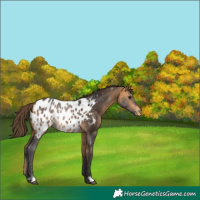 Horse Color:Buckskin Appaloosa 