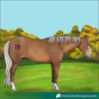 Horse Color:Gray Silver Sable Champagne 