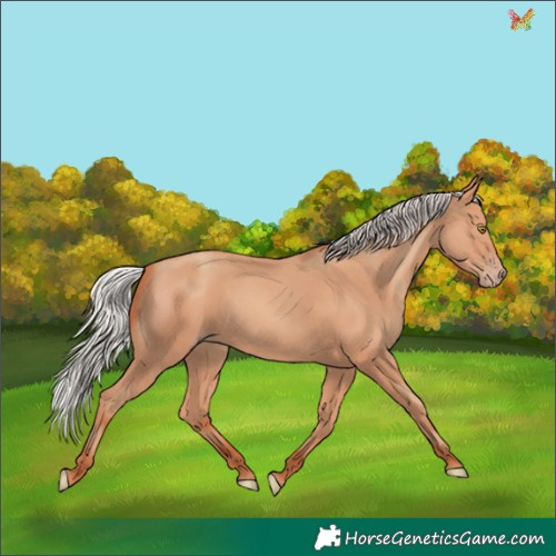 Horse Color:Silver Sable Champagne 