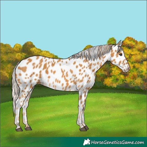 Horse Color:Palomino Appaloosa