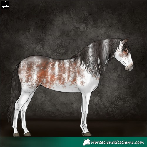Horse Color:Gray White Spotted Bay Varnish Rabicano 