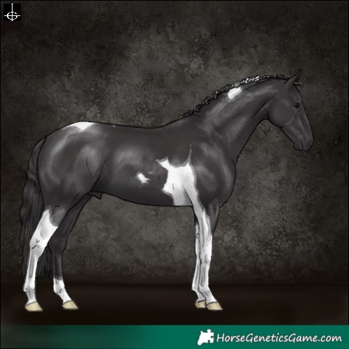 Horse Color:Smoky Black Tobiano 