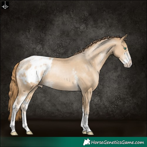 Horse Color:Smoky Black Pearl Sabino Appaloosa 