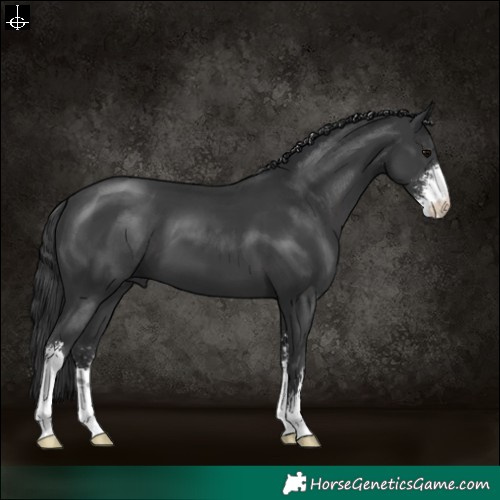 Horse Color:Black Sabino 